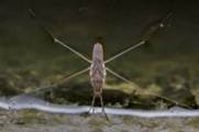 A close-up of a mosquito
Description automatically generated